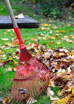 Leaf Cleanup and Removal Services